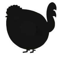 A black chicken