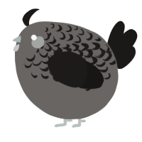 A grey and sable chicken with a half-lace pattern