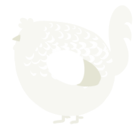 A white chicken with a half-lace pattern