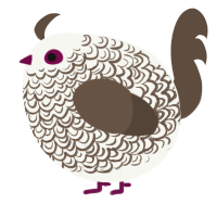 A white and bark chicken with a double-lace pattern