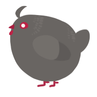 A grey chicken with a neck-band pattern