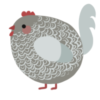 A ash and silver chicken with a double-lace pattern
