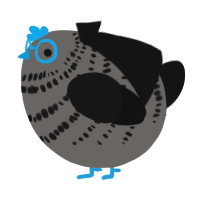 A grey and black chicken with a bar pattern