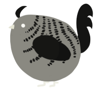 A ash and black chicken with a half-bar pattern