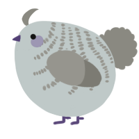 A silver and ash chicken with a half-bar pattern
