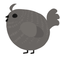 A grey chicken with a bar pattern