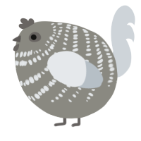 A ash and mist chicken with a bar pattern