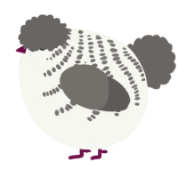 A white and grey chicken with a half-bar pattern