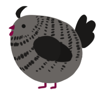 A grey and sable chicken with a bar pattern