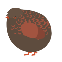A bark and russet chicken with a half-lace pattern