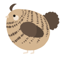 A beige and bark chicken with a bar pattern
