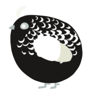 A sable and white chicken with a half-lace pattern