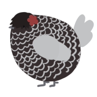 A silver and sable chicken with a lace pattern