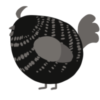 A black and grey chicken with a bar pattern