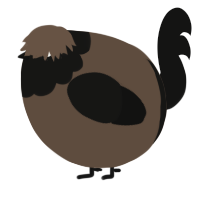 A bark and black chicken with a head pattern