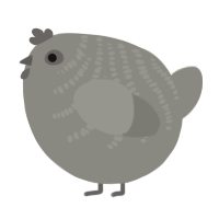 A ash chicken with a half-bar pattern