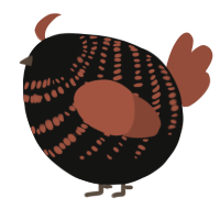 A black and russet chicken with a bar pattern