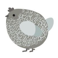 A ash and silver chicken with a double-lace pattern