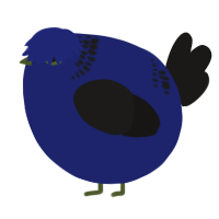 A navy and sable chicken with a neck-band pattern