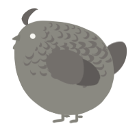 A ash and grey chicken with a half-lace pattern