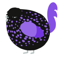 A black and blurple chicken with a speckle pattern