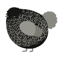 A black and ash chicken with a double-lace pattern