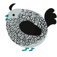 A silver and black chicken with a double-lace pattern