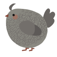 A ash and grey chicken with a double-lace pattern