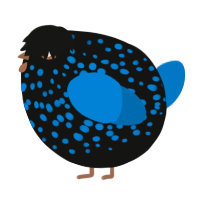 A black and sapphire chicken with a speckle pattern