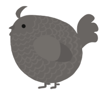 A grey chicken with a lace pattern