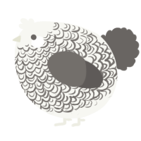 A white and grey chicken with a double-lace pattern