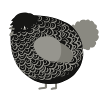 A black and ash chicken with a double-lace pattern