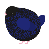 A sable and navy chicken with a double-lace pattern