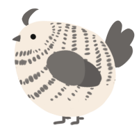 A cream and grey chicken with a bar pattern