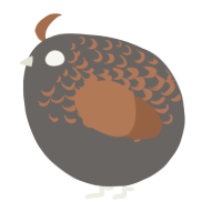 A grey and brown chicken with a half-lace pattern