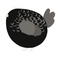 A black and grey chicken with a half-lace pattern