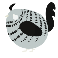 A silver and black chicken with a bar pattern