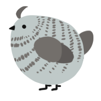 A silver and grey chicken with a bar pattern