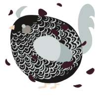 A sable and silver chicken with a double-lace pattern