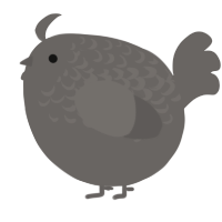 A grey chicken with a half-lace pattern