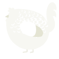 A white chicken with a half-lace pattern