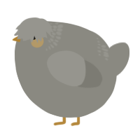 A ash chicken with a neck-band pattern