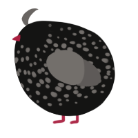 A black and grey chicken with a speckle pattern