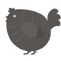 A grey chicken with a bar pattern