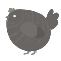 A grey chicken with a bar pattern