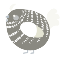 A ash and white chicken with a bar pattern