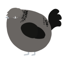 A grey and black chicken with a neck-band pattern
