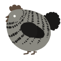 A ash and sable chicken with a bar pattern