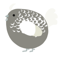 A ash and white chicken with a half-lace pattern
