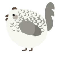 A white and ash chicken with a half-lace pattern